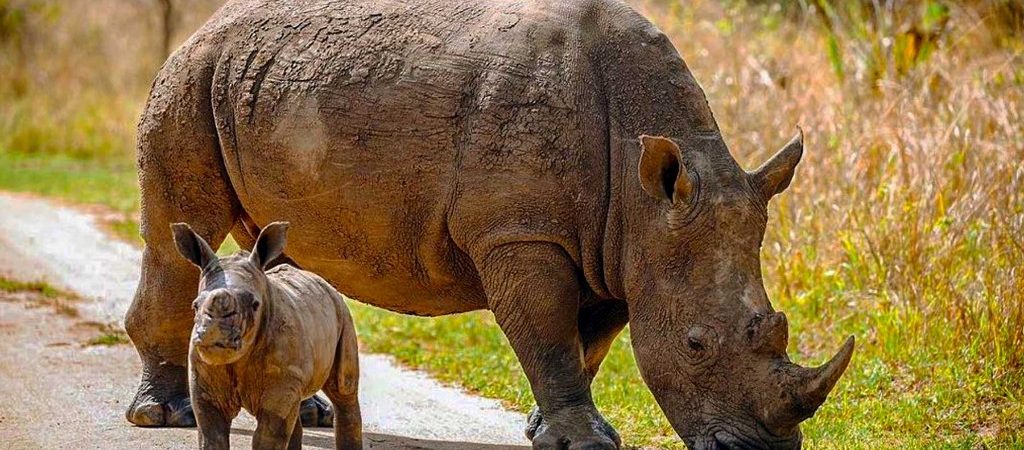 White rhino and calf on track at Ziwa Rhino Sanctuary, Uganda