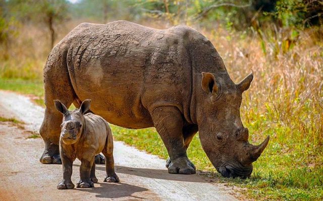 Safari planning details: permits, fees, routes, and safari cost considerations