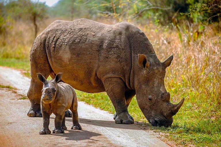 Ziwa Rhino Sanctuary