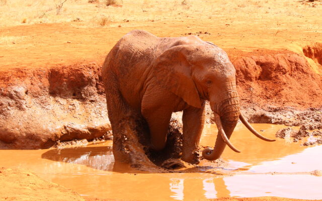 elephant in tsavo east
