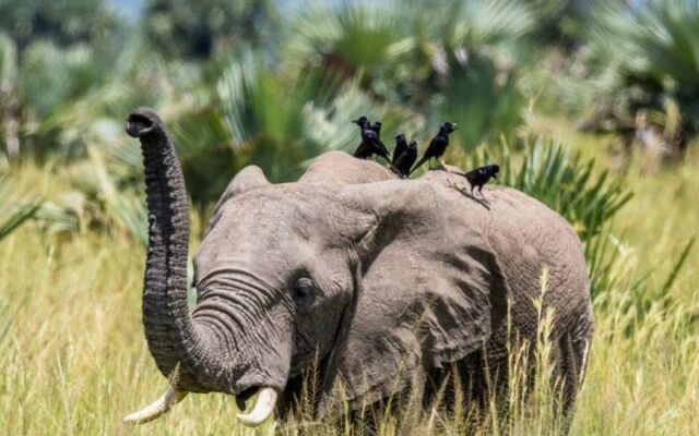 14 Day Ultimate Uganda Safari