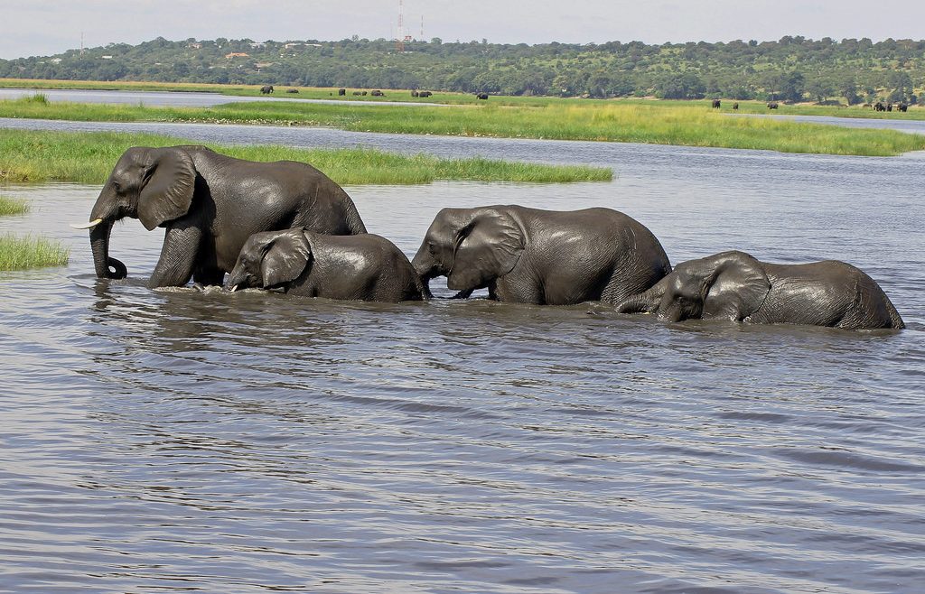 elephants in chobe river