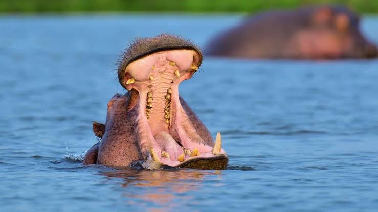 Uganda Entry Requirements — Uganda safari travel guide
