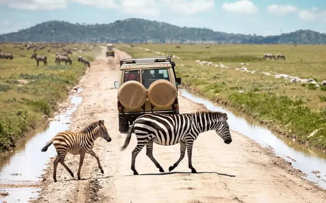 8 Day Wildlife and Gorilla Safari