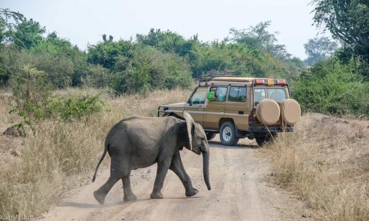 game drives at queen