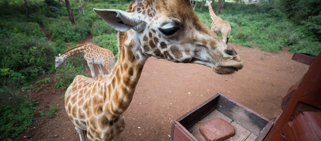 giraffe centre Kenya