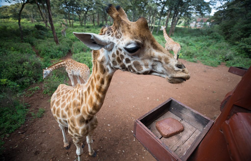 giraffe centre Kenya