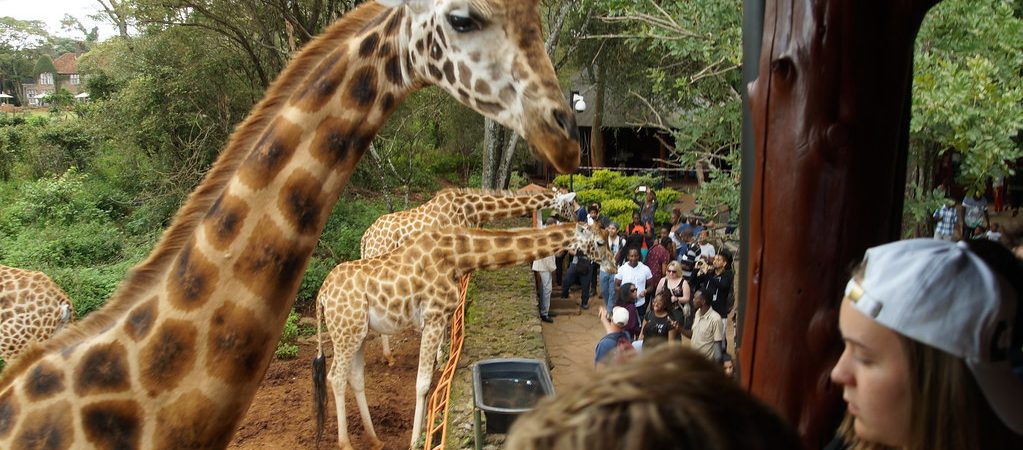 giraffe centre in Nairobi National Park