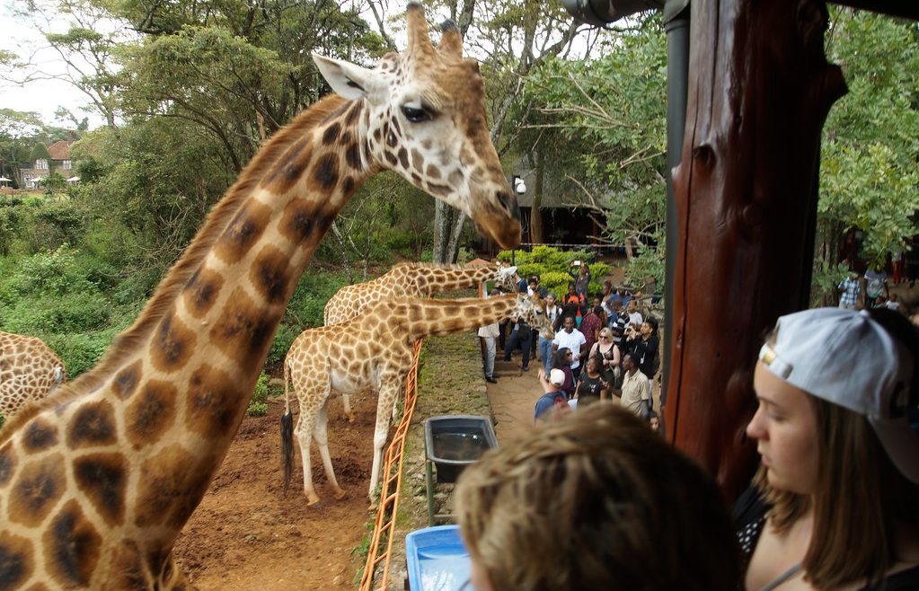 giraffe centre in Nairobi National Park