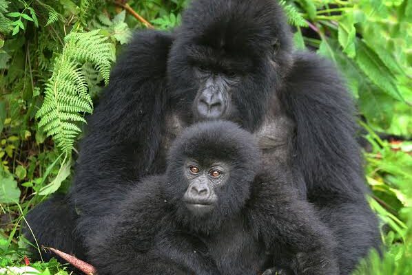 8 Day Rwanda and Uganda Gorilla Tour