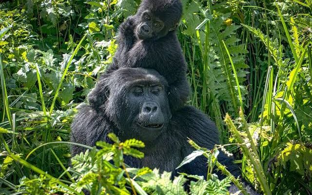 3 Days Uganda Gorilla trekking from Kigali Rwanda