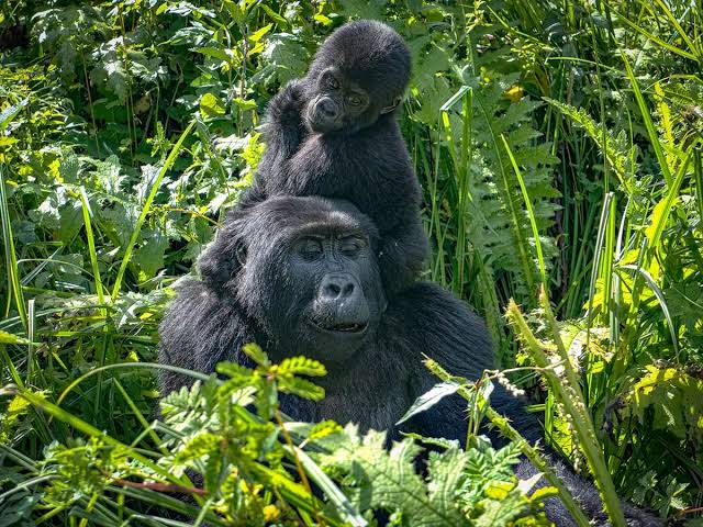 gorilla