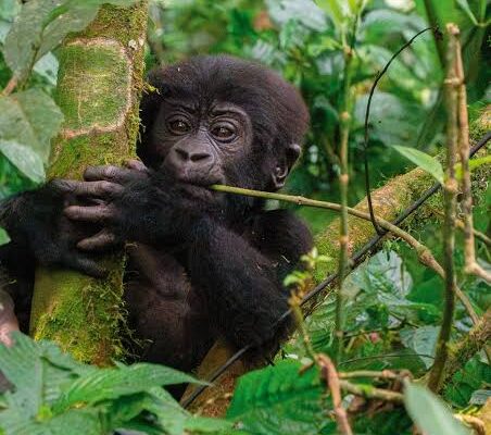 10 Day Rwanda and Uganda Gorilla Safari