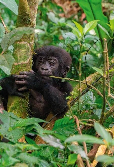gorilla