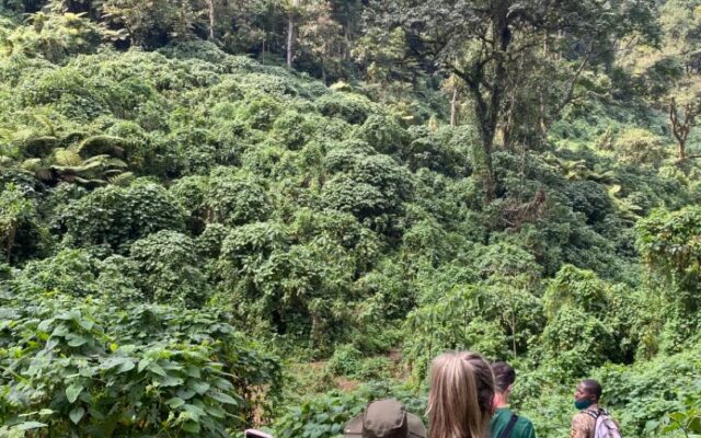 Gorilla Habituation Cost Uganda