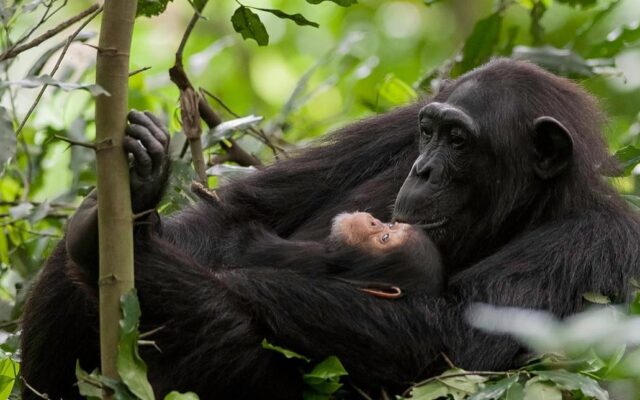 Gorilla Habituation Experience in Uganda