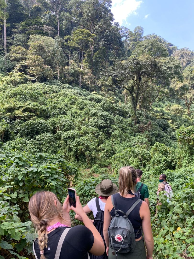 Gorilla Habituation Cost Uganda — Uganda safari travel guide