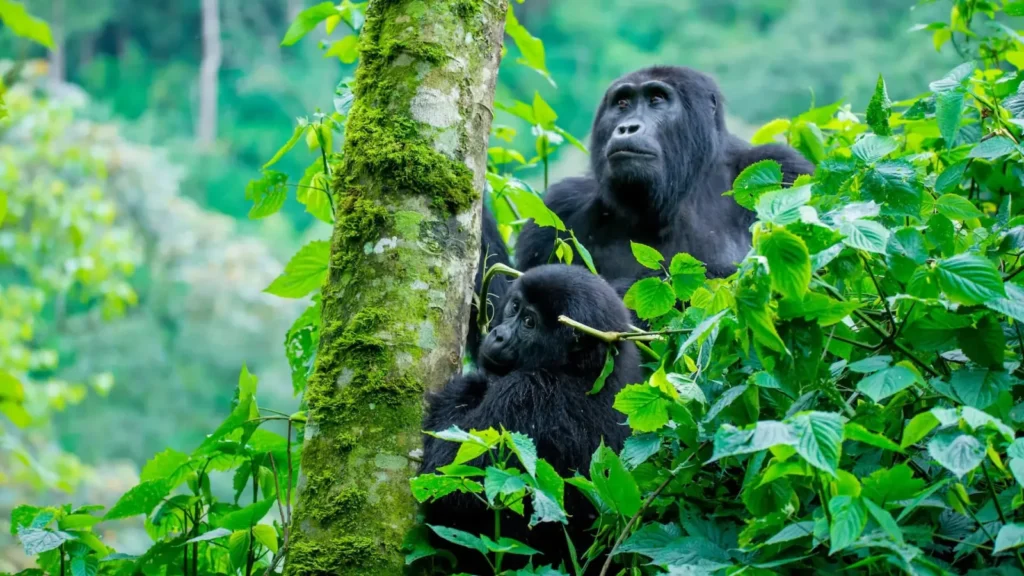 Gorilla Trekking in Uganda
