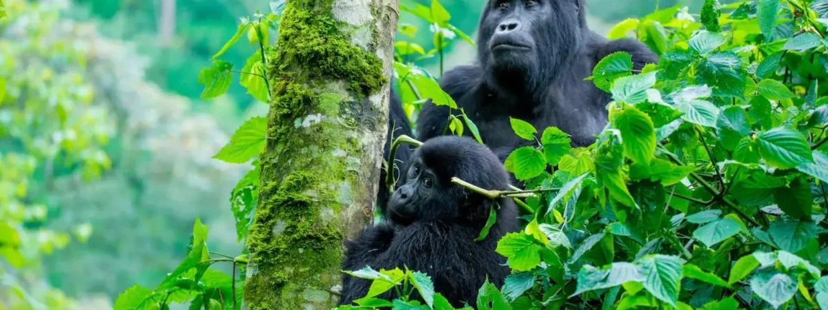 gorilla in uganda