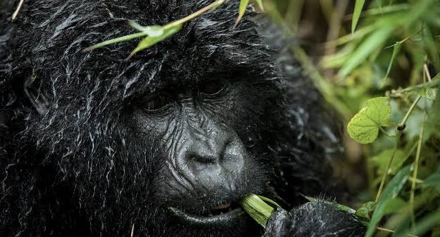 12 Days Gorilla Uganda Safari