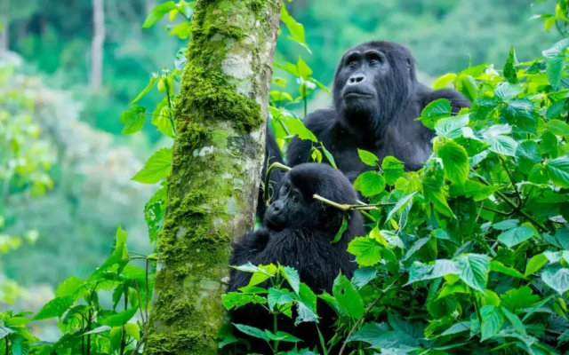 Mountain gorilla trekking in Uganda
