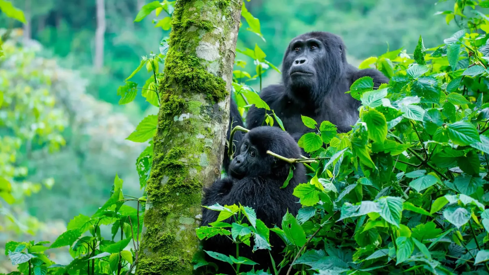 Bwindi Impenetrable National Park — safari destination
