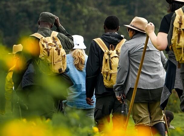 gorilla trek
