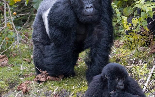 Gorilla Trekking Cost from Kigali