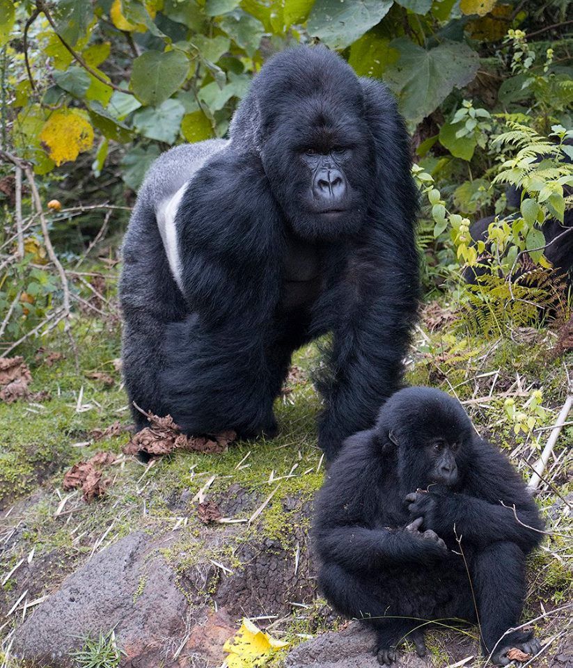 Gorilla Trekking Cost from Kigali — Uganda safari travel guide