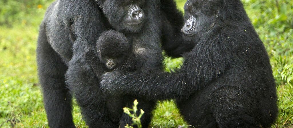 gorilla trekking