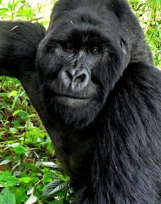 Uganda Gorilla Trekking Safaris
