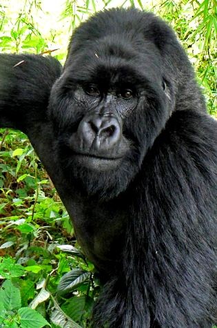 Uganda Gorilla Trekking Safaris — Uganda safari travel guide
