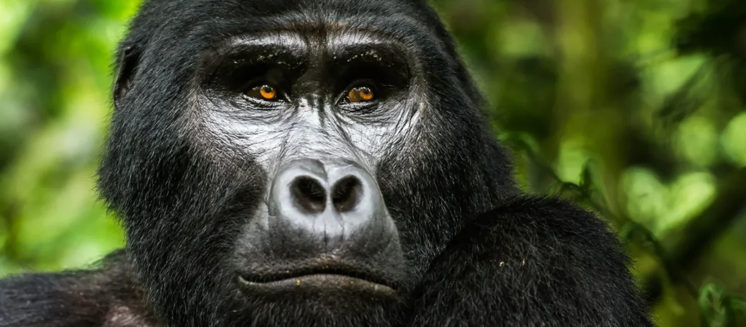 gorilla-trekking-uganda-portrait-scaled