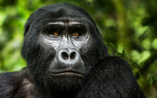 4 Days Double Gorilla Trekking