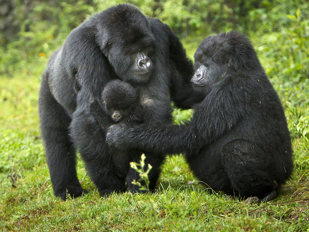 Luxury Gorilla Trekking Uganda Cost — Uganda safari travel guide