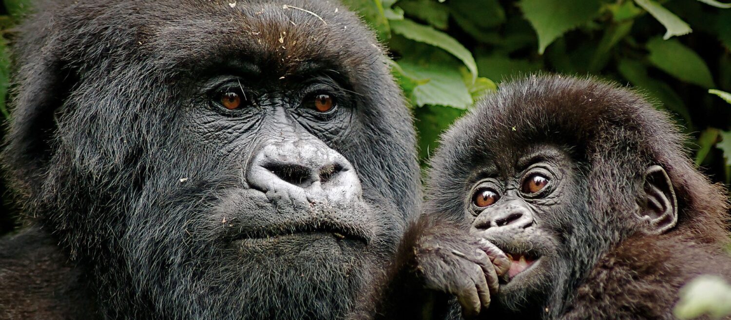 gorilla view