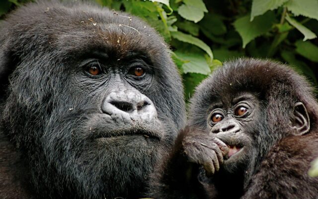 3 Day Rwanda Gorilla Safari