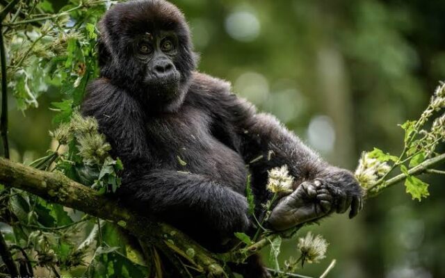 8 Day Wildlife and Gorilla Safari