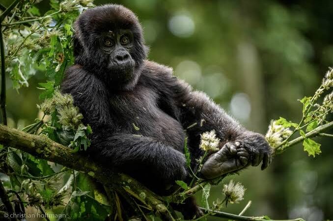gorillas in bwindi