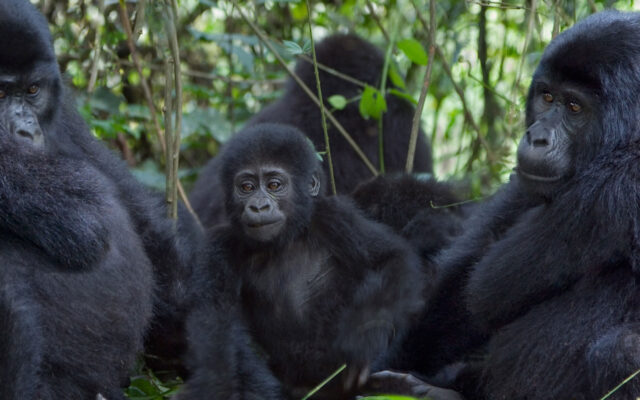 3 Day Bwindi Gorilla Trekking Safari