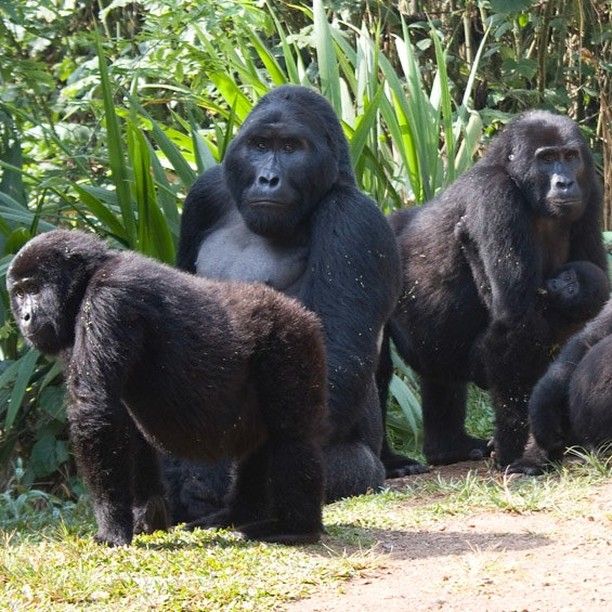 Uganda Rwanda Border Crossing — Uganda safari travel guide