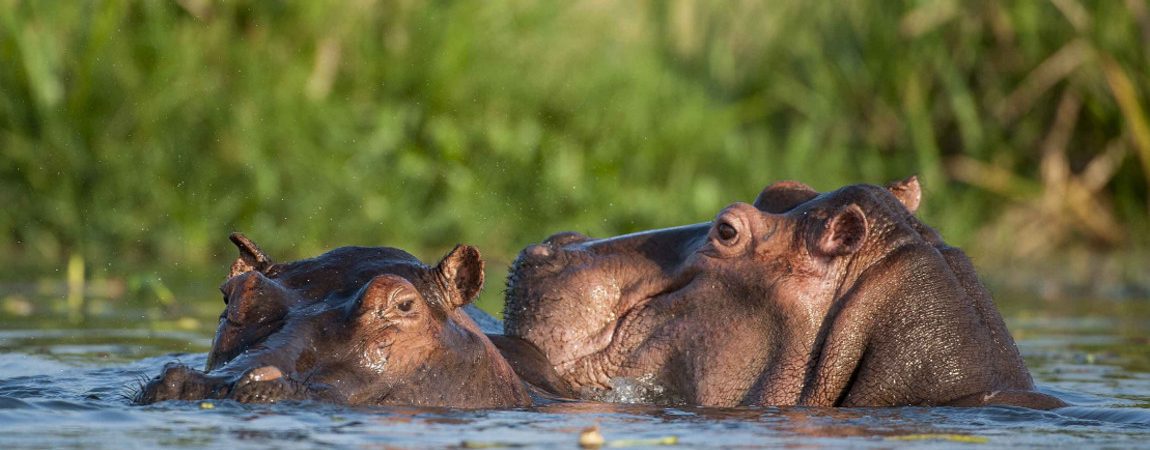 hippo