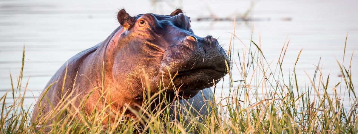hippo in machaba