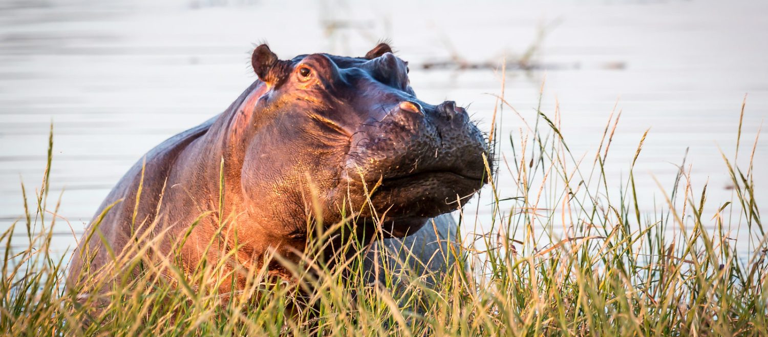 hippo in machaba