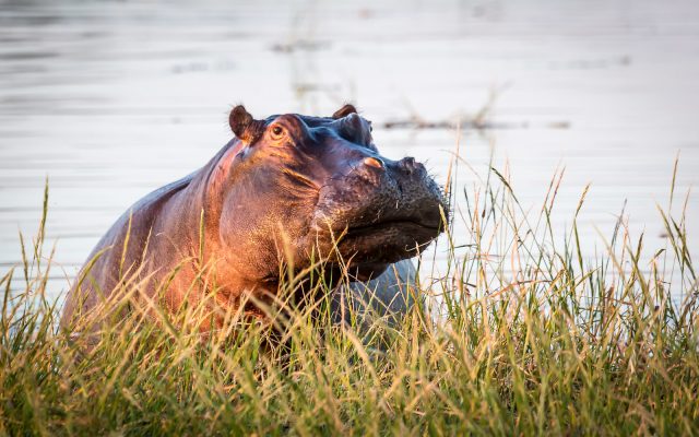 4-Day 3 Nights Package at Machaba Camp in Botswana