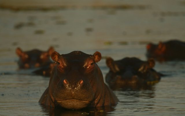 6-Day Chobe NP, Savuti & Moremi Mobile Camping & Mokoro