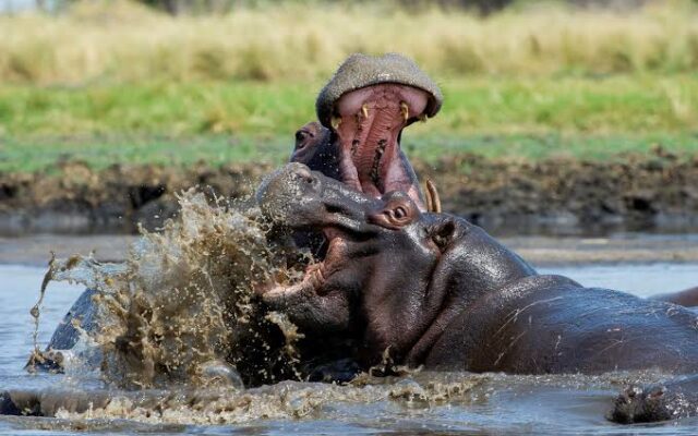 5 Day Gorillas & Wildlife Safari