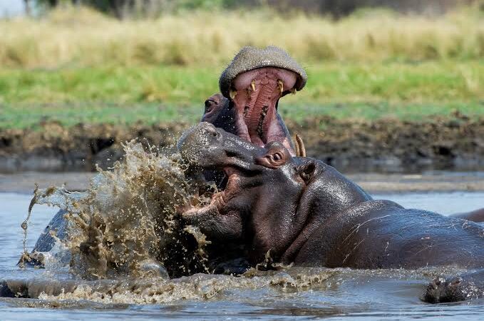 hippos