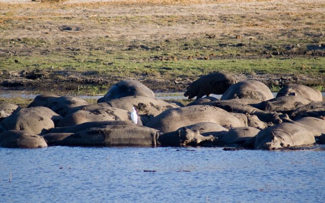 4-Day Victoria Falls Game Drive & Activities Budget Tour