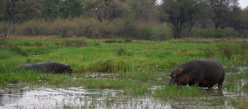 hippos khwai